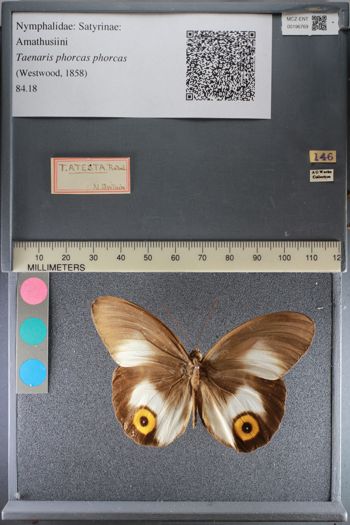 Media type: image;   Entomology 196769